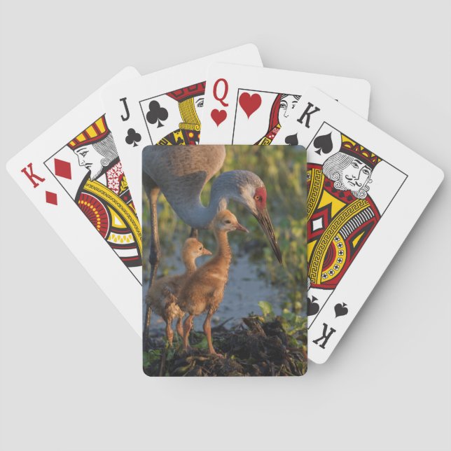 Sandhill crane with chicks, Florida Poker Cards (Back)
