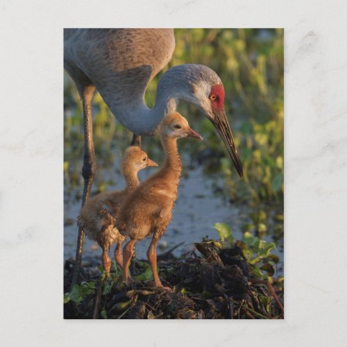 Sandhill crane with chicks Florida Postcard