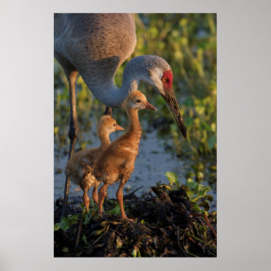Sandhill crane with chicks, Florida Poster