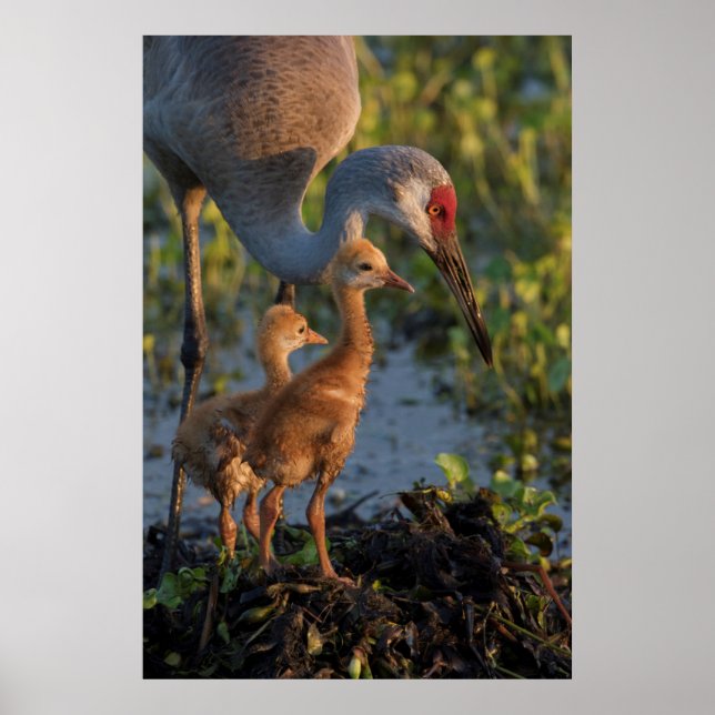 Sandhill crane with chicks, Florida Poster (Front)