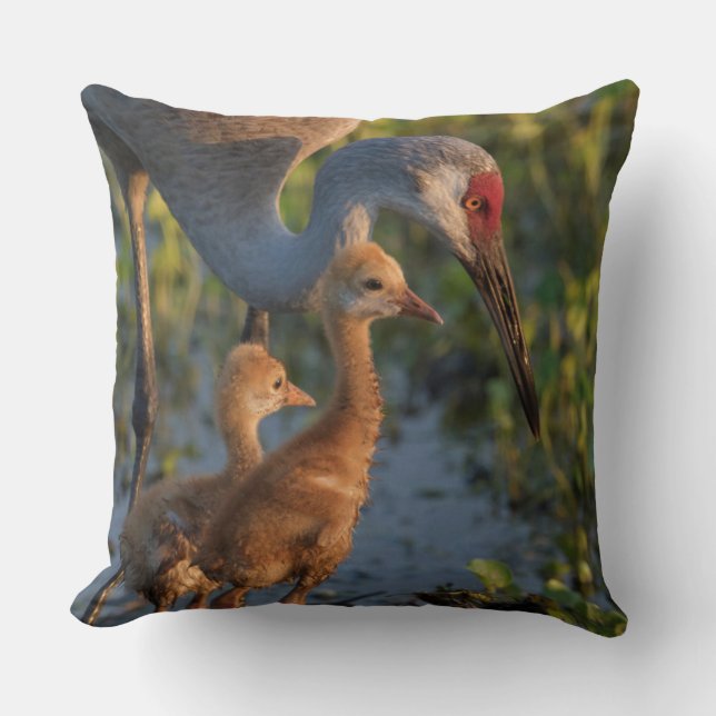 Sandhill crane with chicks, Florida Throw Pillow (Front)