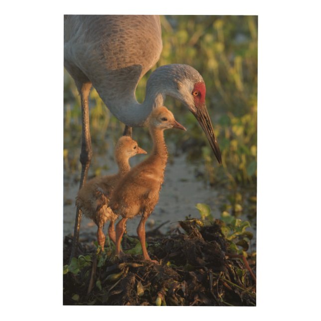 Sandhill crane with chicks, Florida Wood Wall Art (Front)