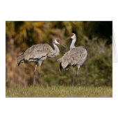 Sandhill Cranes (Front Horizontal)