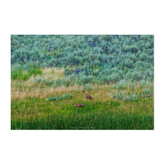 Sandhill Cranes Acrylic Print
