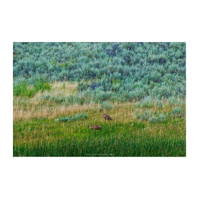Sandhill Cranes Acrylic Print (Front)