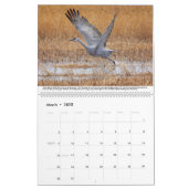 Sandhill Cranes Calendar (Mar 2025)