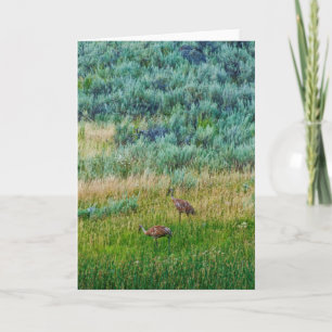 Sandhill Cranes Card