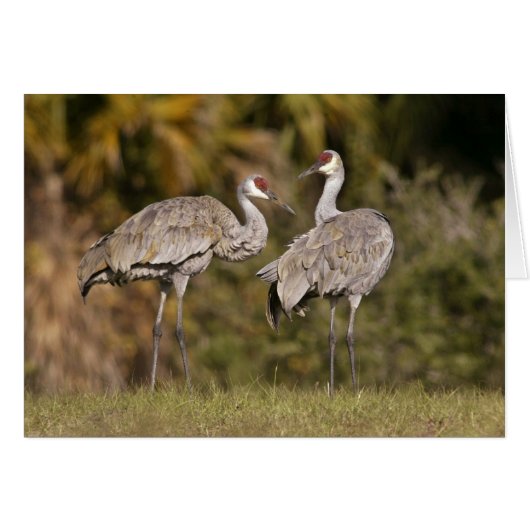 Sandhill Cranes Cards (Front Horizontal)