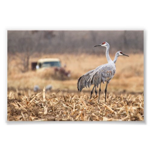 Sandhill Cranes foraging for food Photograph