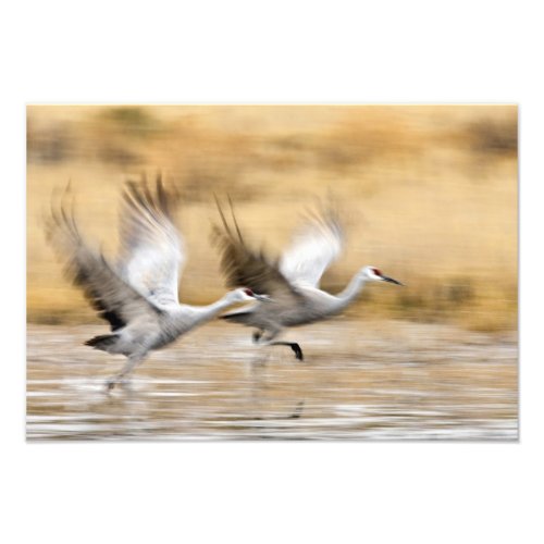 Sandhill Cranes Grus canadensis adults in a Photo Print
