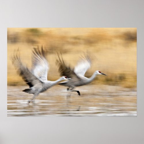 Sandhill Cranes Grus canadensis adults in a Poster