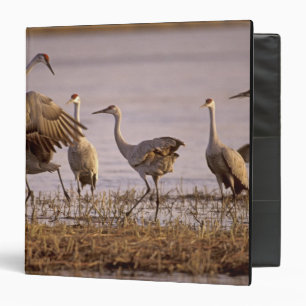 Sandhill Cranes Grus canadensis) Platte 3 Ring Binder