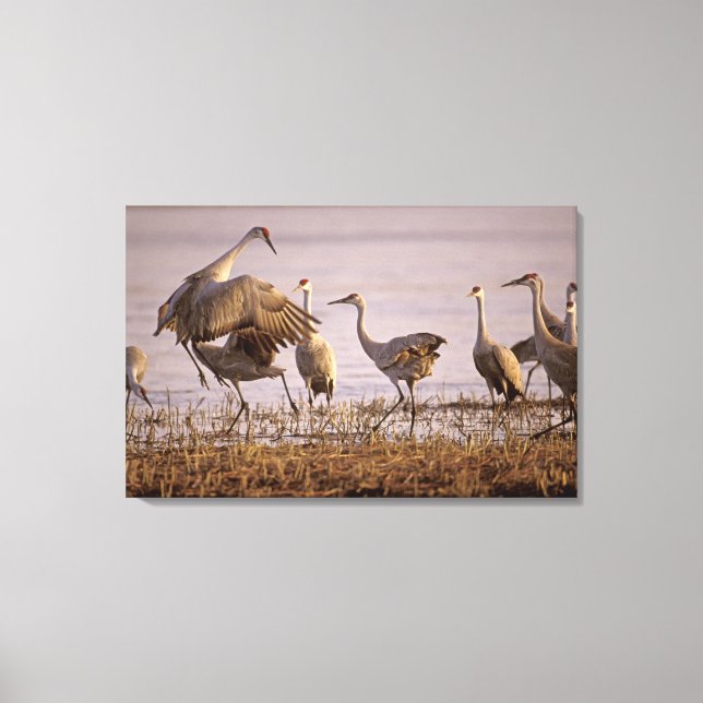 Sandhill Cranes Grus canadensis) Platte Canvas Print (Front)