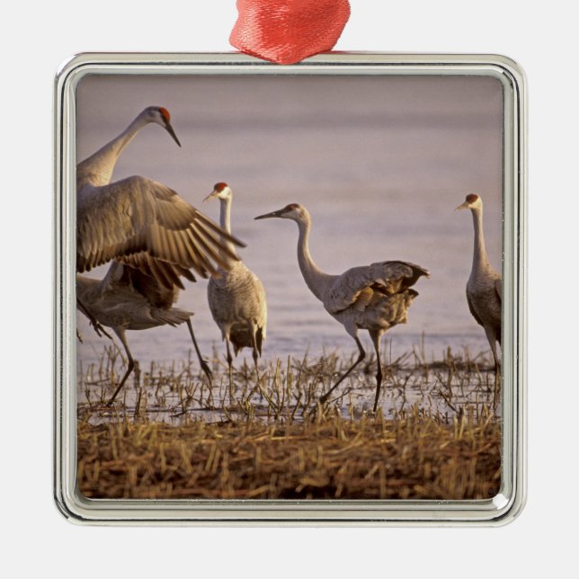 Sandhill Cranes Grus canadensis) Platte Metal Ornament (Front)