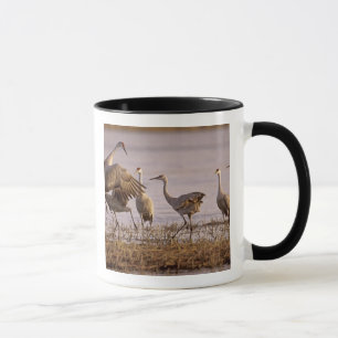 Sandhill Cranes Grus canadensis) Platte Mug