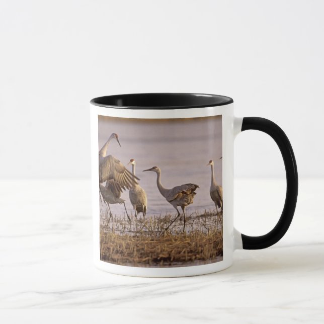 Sandhill Cranes Grus canadensis) Platte Mug (Right)