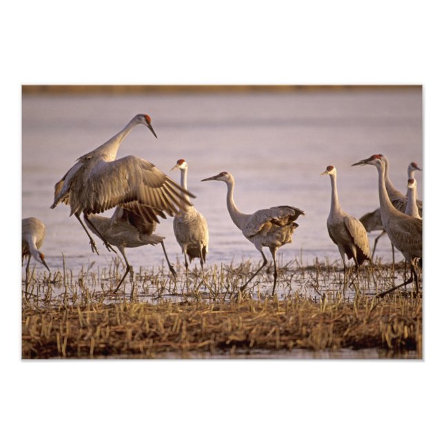 Sandhill Cranes Grus canadensis) Platte Photo Print (Front)