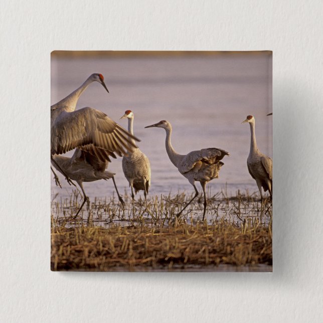 Sandhill Cranes Grus canadensis) Platte Pinback Button (Front)