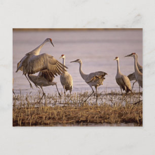 Sandhill Cranes Grus canadensis) Platte Postcard