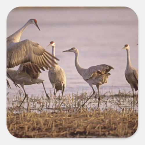 Sandhill Cranes Grus canadensis Platte Square Sticker