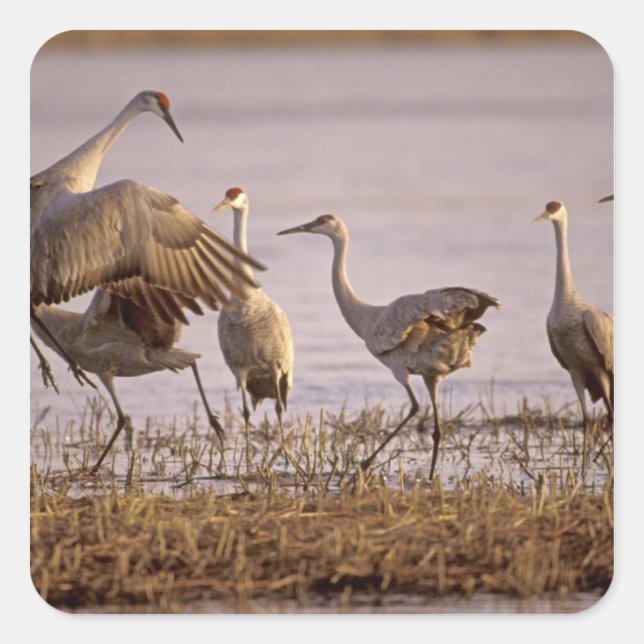 Sandhill Cranes Grus canadensis) Platte Square Sticker (Front)