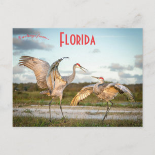 Sandhill Cranes in Boynton Beach Florida Postcard
