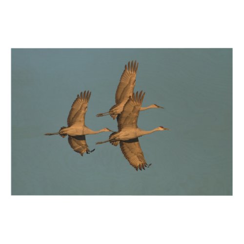 Sandhill Cranes In Flight Clear Blue Sky Wood Wall Art