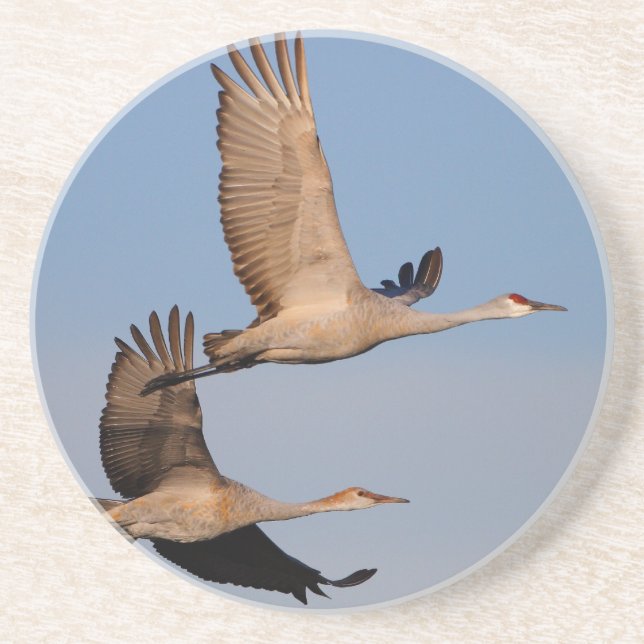 sandhill cranes in flight drink coaster (Front)