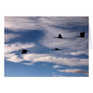 Sandhill Cranes in New Mexico