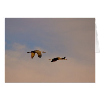 Sandhill Cranes in New Mexico