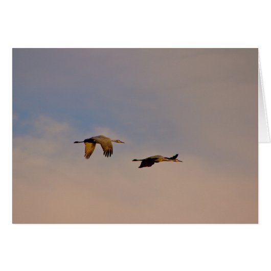 Sandhill Cranes in New Mexico (Front Horizontal)