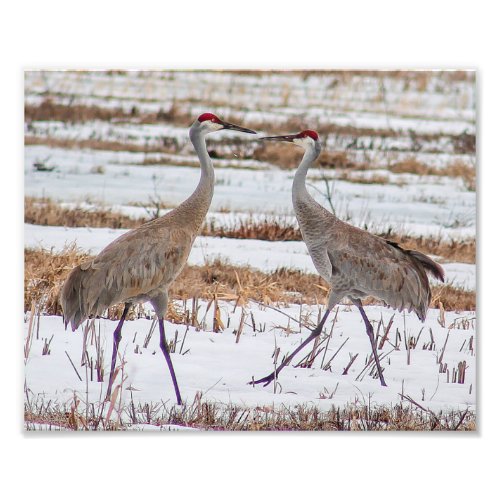 Sandhill Cranes in Snow Photography Print