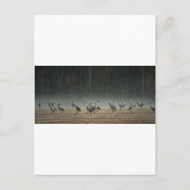 Sandhill Cranes in the Early Morning Spring Mist Postcard (Front)