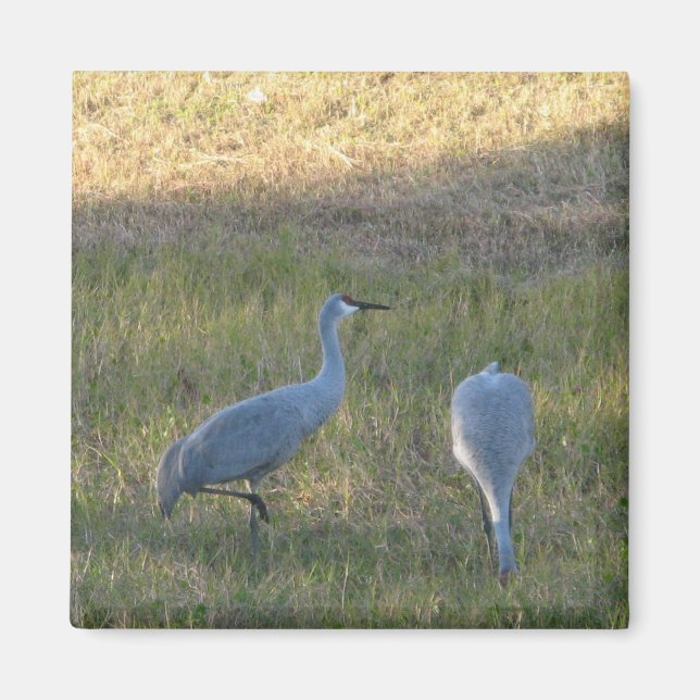 Sandhill Cranes in the Grass Photo Magnet (Front)