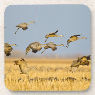 Sandhill cranes land in corn fields drink coaster