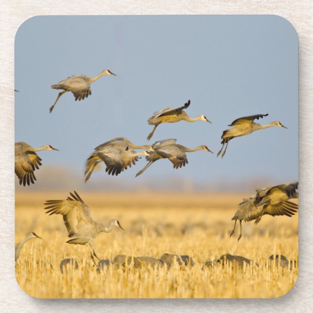 Sandhill cranes land in corn fields drink coaster (Front)