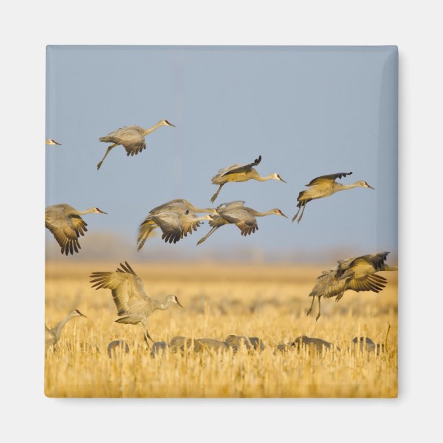 Sandhill cranes land in corn fields magnet (Front)