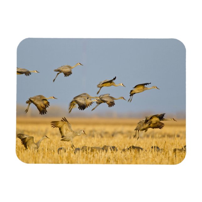 Sandhill cranes land in corn fields magnet (Horizontal)
