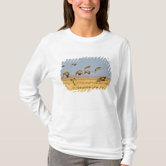 Sandhill cranes land in corn fields T-Shirt (Front)