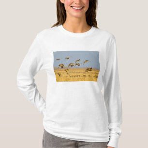 Sandhill cranes land in corn fields T-Shirt