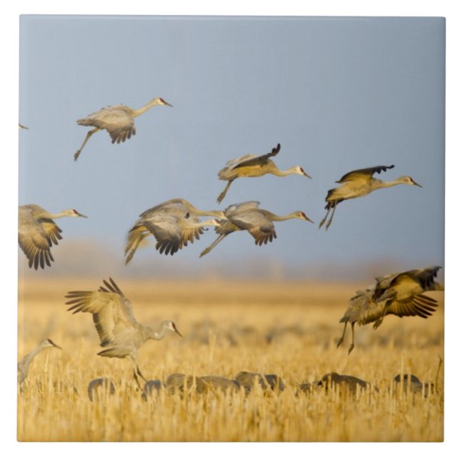 Sandhill cranes land in corn fields tile (Front)