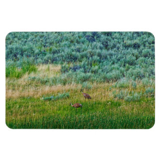 Sandhill Cranes Magnet