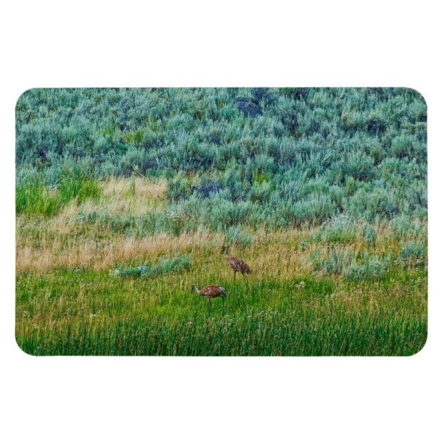 Sandhill Cranes Magnet (Horizontal)
