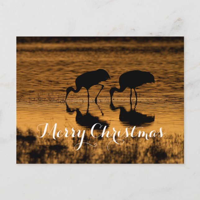 Sandhill Cranes, Merry Christmas Holiday Postcard (Front)