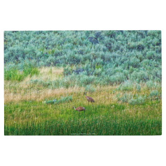 Sandhill Cranes Metal Print