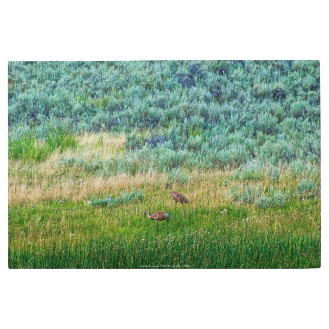 Sandhill Cranes Metal Print (Front)