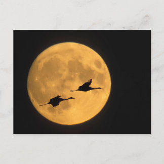 Sandhill Cranes | National Wildlife Reserve Postcard