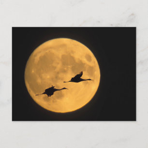 Sandhill Cranes National Wildlife Reserve Postcard