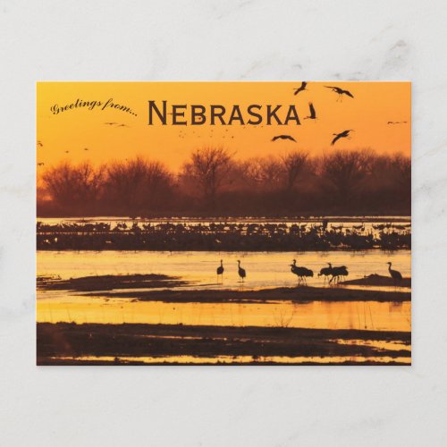 Sandhill Cranes on Platte River Central Nebraska Postcard