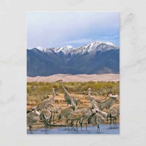 Sandhill Cranes Photo Postcard